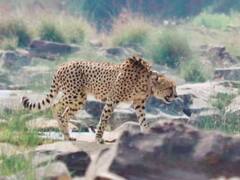 अफ्रीका से कूनो नेशनल पार्क आए चीतों की घूमते हुए पहली फोटो आई सामने, देखें तस्वीरें