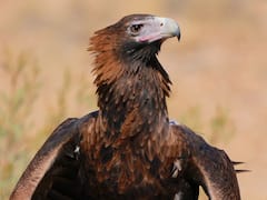 Scientists Identify Giant Eagle That Fed On Kangaroos And Koalas Lakhs Of Years Ago