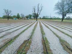 21 लाख किसानों पर कहर बन कर बरसी बिन मौसम की बारिश, खराब हुईं जीरा, अरंडी और गेहूं की फसलें