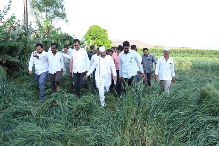 Nashik news Minister Abdul Sattar inspected unseasonal rain crop damaged areas in Nashik district maharashtra Nashik Abdul Sattar : संप संपला! कृषिमंत्र्यांसह अधिकारी बांधावर; नाशिकमध्ये पंचनाम्यांना सुरुवात 