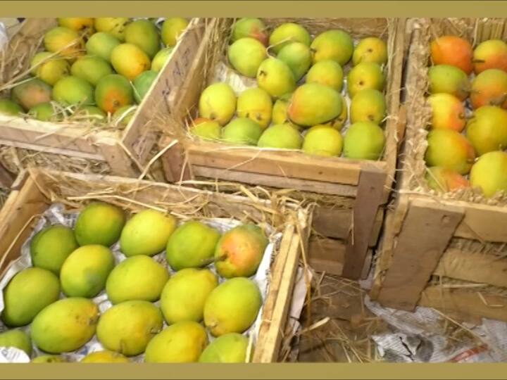 Alphonso Mango : गुडीपाढव्याच्या मुहूर्तावर नवी मुंबईतील एपीएमसी मार्केटमध्ये हापूस आंब्याची आवक वाढली आहे. सध्या दिवसाला 60 ते 65 हजार हापूस आंब्याच्या पेट्या एपीएमसी मार्केटमध्ये येत आहेत.