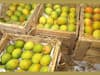 Alphonso Mango : नवी मुंबई एपीएमसीमध्ये हापूस आंब्याच्या 65 हजार पेटींची आवक, दर उतरले