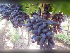 Sangli News:  सांगलीच्या शेतकऱ्याने शोधला काळ्या द्राक्षात नवीन वाण, पेटंटही मिळालं