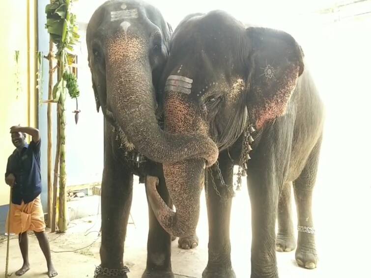Mayiladuthurai temple elephants exchanged love TNN இரண்டு ஆண்டுகளுக்கு பிறகு சந்தித்துக்கொண்ட யானைகள் - நடந்தது என்ன?