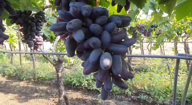 Maharashtra Sangli News Farmer of Sangli discovers new variety of black grape Sangli News: सांगलीच्या शेतकऱ्याने शोधला काळ्या द्राक्षात नवीन वाण; पेटंटही मिळालं, 'ब्लॅक क्वीन बेरी'  दिले नाव