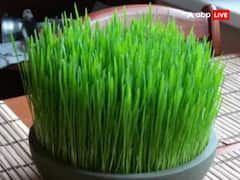 Chaitra Navratri 2023: नवरात्रि में बोए जौ का रंग पड़ जाए ऐसा तो होता है अशुभ, बढ़ने लगती हैं ये मुश्किलें