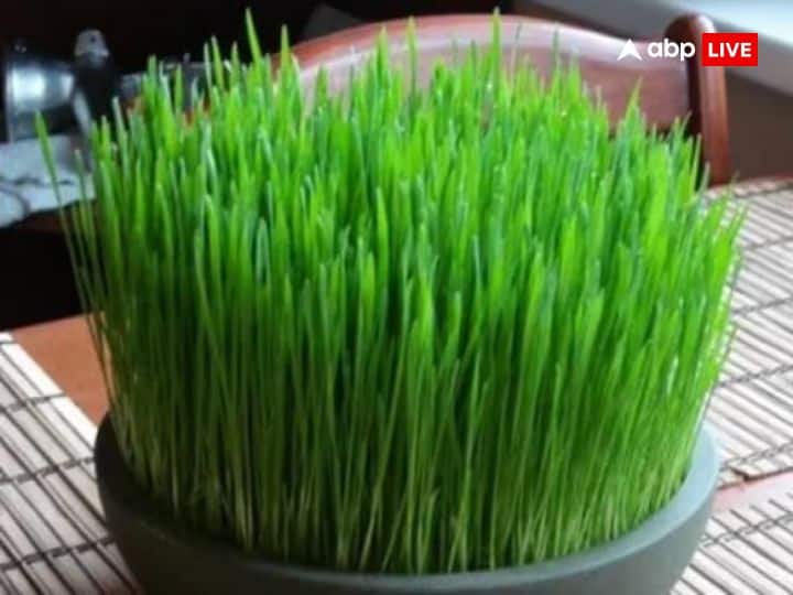 जौ मां दुर्गा का प्रिय होते हैं. इसलिए चैत्र और शारदीय दोनों ही नवरात्रि में जौ बोए जाते हैं. लेकिन नवरात्रि के 9 दिनों में जौ के रंग में क्या बदलवा हो रहे हैं या जौ अच्छे बढ़ रहा है या नहीं इन संकेतों से भविष्य का पता लगाया जाता है.