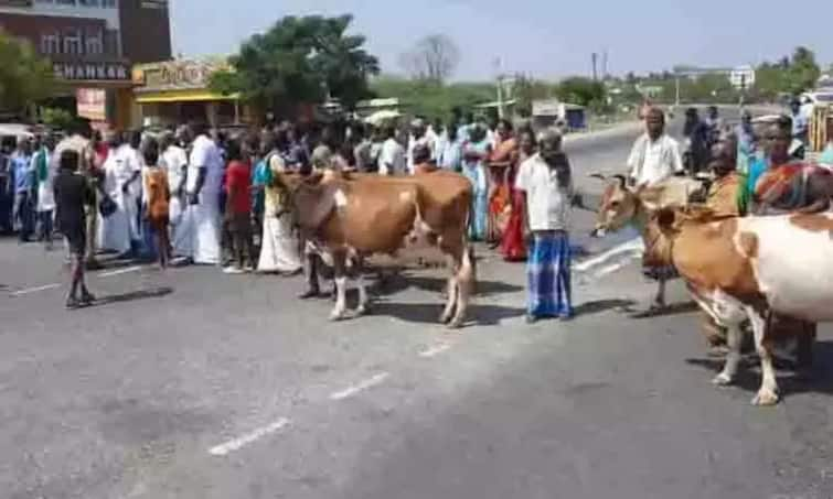 Milk producers picket with dairy cows near Trichy TNN திருச்சி அருகே கறவை மாடுகளுடன்  பால் உற்பத்தியாளர்கள் மறியல் போராட்டம்