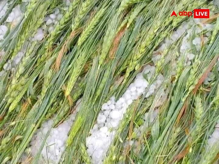 Inflation Rate: Unseasonal rains have increased the difficulty, how will you get relief from wheat-flour inflation?