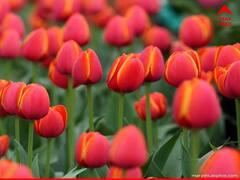 Asia's largest Tulip Garden: 16 लाख फूलों की खुशबू से महका एशिया का सबसे बड़ा ट्यूलिप गार्डन, देखिए तस्वीरें