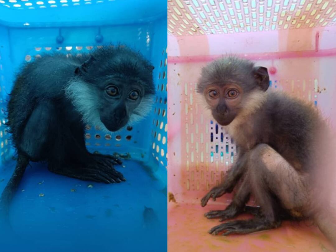 Central Revenue Intelligence officials have seized 4 rare species of monkeys known as marmosets found in the US forest. தொடர்ந்து கடத்தப்படும் அரிய வகை குரங்குகள்..! செய்வதறியாமல் தவிக்கும் அதிகாரிகள்..! நடந்தது என்ன ?