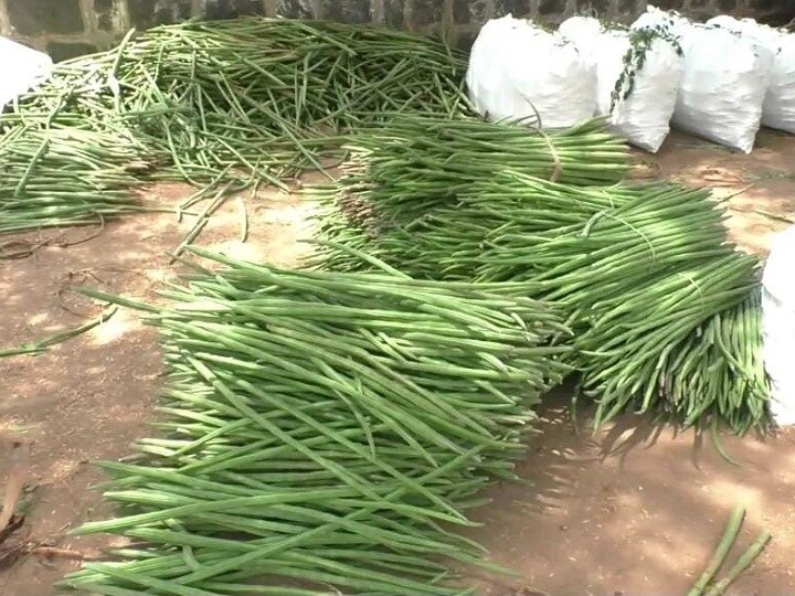 முருங்கை ஏற்றுமதி மண்டலத்தில் ஆயிரம் ஏக்கரில் சாகுபடிகளை உயர்த்திட ரூ.11 கோடி ஒதுக்கீடு - விவசாயிகள் வரவேற்பு