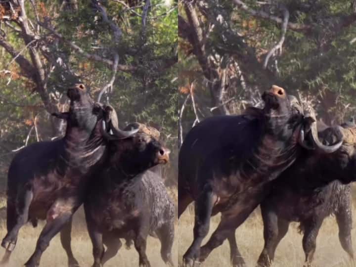 two buffaloes fight wildlife shocking viral video दो भैंसों के बीच हुई भयंकर लड़ाई, सींगों से जकड़कर एक दूसरे को दी जोरदार टक्कर, Video वायरल