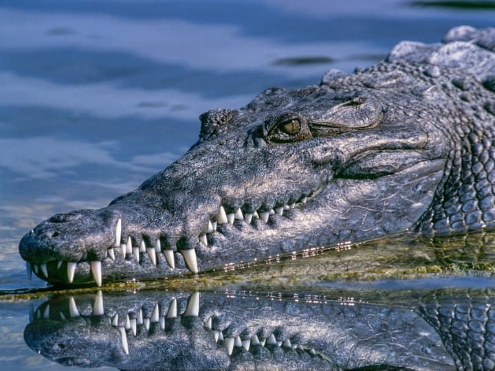 Here crocodiles are ‘cultivated’, read what is done after growing them
