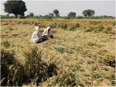 आगरा: बेमौसम बारिश से खेतों में 'सो' गईं फसलें, किसानों की मांग- नुकसान की हो भरपाई