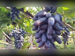 Sangli News:  सांगलीच्या शेतकऱ्याने शोधला काळ्या द्राक्षात नवीन वाण, पेटंटही मिळालं