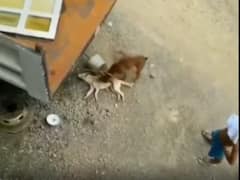 Dog's 'Death' Prank On Friend Will Make You Laugh Your Heart Out: WATCH