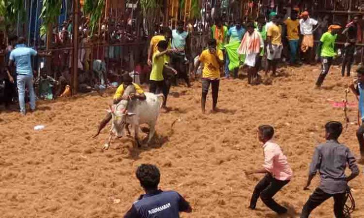 தொட்டப்பநாயக்கனூர் ஜல்லிக்கட்டு போட்டிக்கான ஆன்லைன் முன்பதிவு துவக்கம்