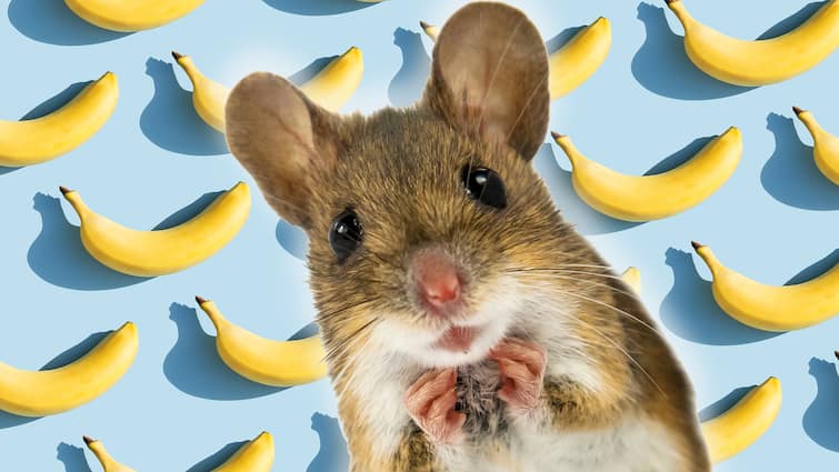 The biggest enemy of mice is not cats but bananas, why do mice run away from bananas? Mice Afraid of Bananas: ਚੂਹਿਆਂ ਦਾ ਸਭ ਤੋਂ ਵੱਡਾ ਦੁਸ਼ਮਣ ਬਿੱਲੀਆਂ ਨਹੀਂ ਸਗੋਂ ਕੇਲਾ, ਆਖਰ ਕੇਲਿਆਂ ਤੋਂ ਦੂਰ ਕਿਉਂ ਦੌੜਦੇ ਚੂਹੇ?