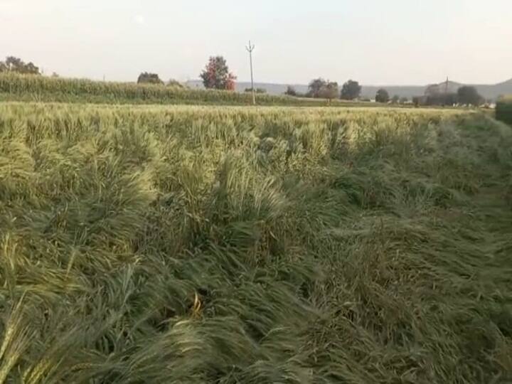 मोठ्याप्रमाणावर नुकसान झाले असताना देखील, मराठवाड्यात झालेल्या नुकसानीचे पंचनामे अल्पप्रमाणात होत असल्याचे पाहायला मिळत आहे.