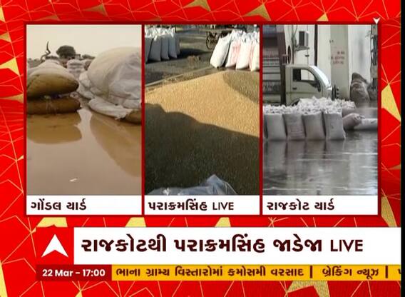 રાજકોટના ગોંડલ માર્કેટ યાર્ડમાં ખુલ્લામાં પડેલો ઘઉં અને ધાણાનો પાક પલળ્યો