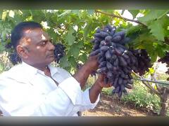 Sangli News:  सांगलीच्या शेतकऱ्याने शोधला काळ्या द्राक्षात नवीन वाण, पेटंटही मिळालं
