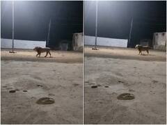 गली के कुत्तों के आगे भीगी बिल्ली बना शेर, उल्टे पांव भागने को मजबूर हुआ जंगल का राजा