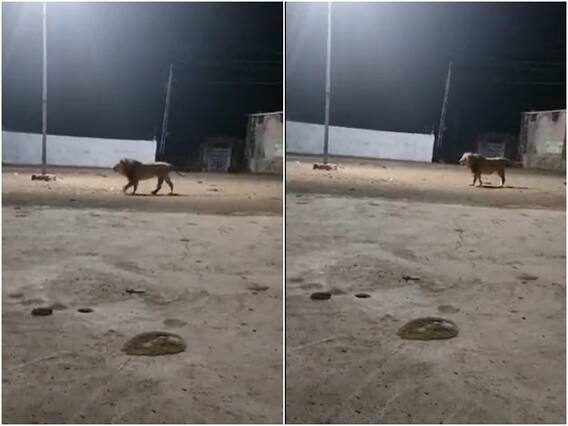 Video: गली के कुत्तों के आगे भीगी बिल्ली बना शेर, उल्टे पांव भागने को मजबूर हुआ जंगल का राजा Video: गली के कुत्तों के आगे भीगी बिल्ली बना शेर, उल्टे पांव भागने को मजबूर हुआ जंगल का राजा