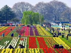 Asia's largest Tulip Garden: 16 लाख फूलों की खुशबू से महका एशिया का सबसे बड़ा ट्यूलिप गार्डन, देखिए तस्वीरें