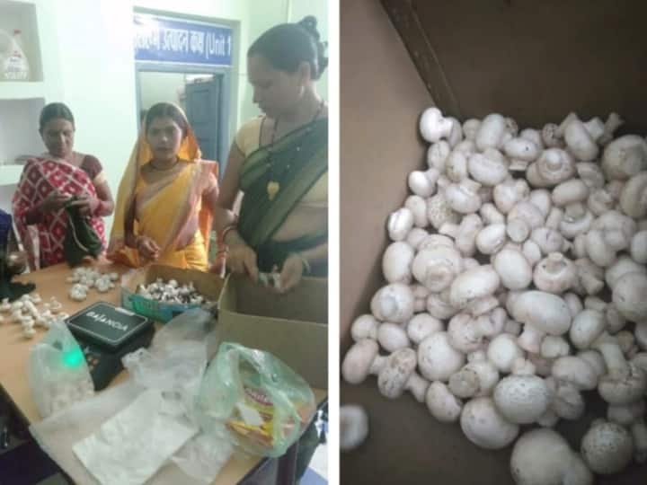 mushroom cultivation start on large scale in Durg district of Chhattisgarh Mushroom Button ann Chhattisgarh News: अपने काम के दम पर बना चुकी हैं अलग पहचान, जानिए उन नारी शक्तियों की सफलता की कहानी