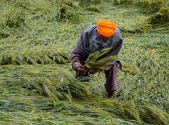 इटावा में फसल बीमा के नाम पर किसानों से भद्दा मजाक, 5 बीघा फसल पर मिला 129 रुपये का मुआवजा