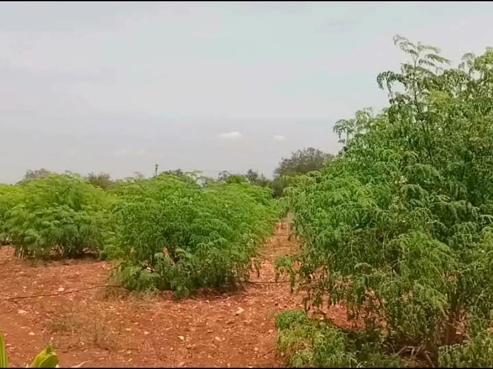 முருங்கை ஏற்றுமதி மண்டலத்தில் ஆயிரம் ஏக்கரில் சாகுபடிகளை உயர்த்திட ரூ.11 கோடி ஒதுக்கீடு - விவசாயிகள் வரவேற்பு