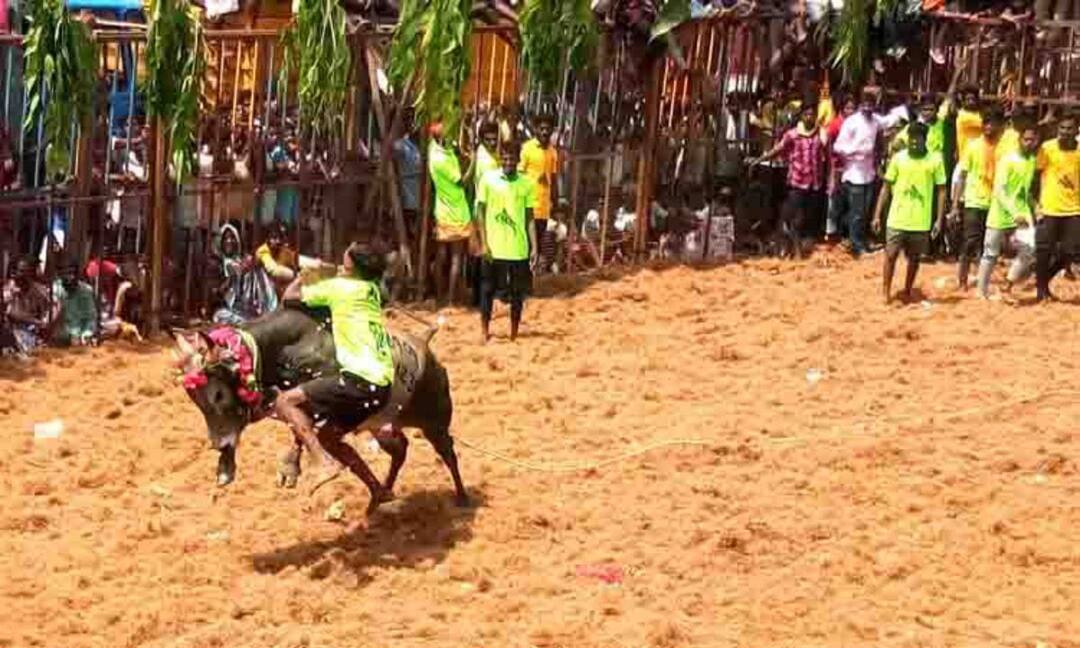 23 people were injured in the jallikattu competition held in Pudukottai district when cows ran over them TNN புதுக்கோட்டை ஜல்லிக்கட்டு போட்டியில் மாடுகள் முட்டி 23 பேர் காயம்