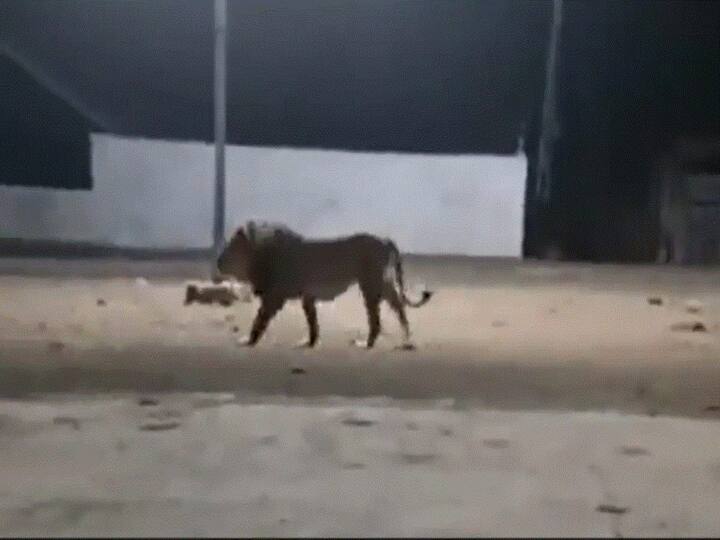 Pack Of Street Dogs Chase Away A Lion In Gujarat Village, Watch Viral Video Pack Of Street Dogs Chase Away A Lion In Gujarat Village, Watch Viral Video
