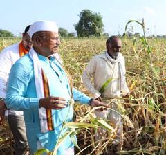 Abdul Sattar : कृषीमंत्री अब्दुल सत्तार बांधावर, नुकसानग्रस्त भागाची पाहणी