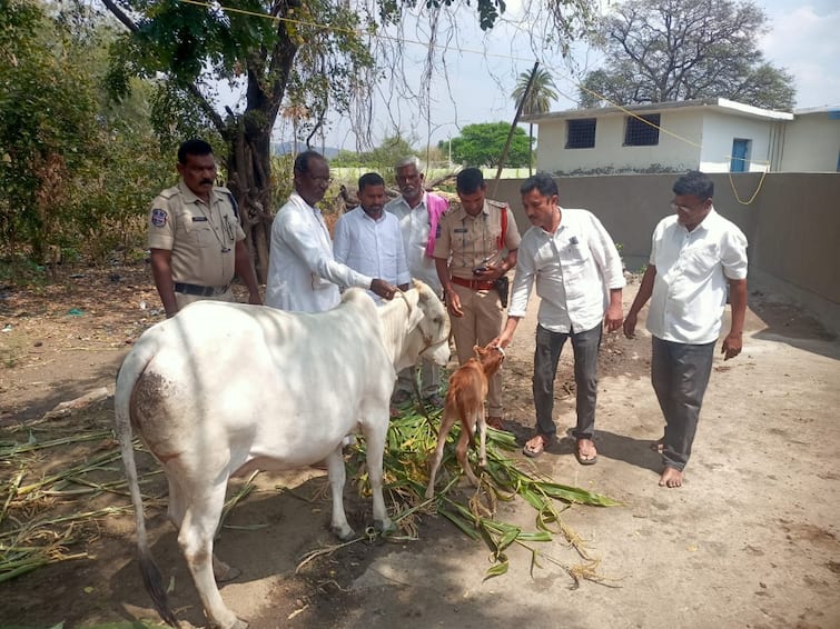 Minister Harish Rao bought a cow to satisfy the hunger of a motherless baby