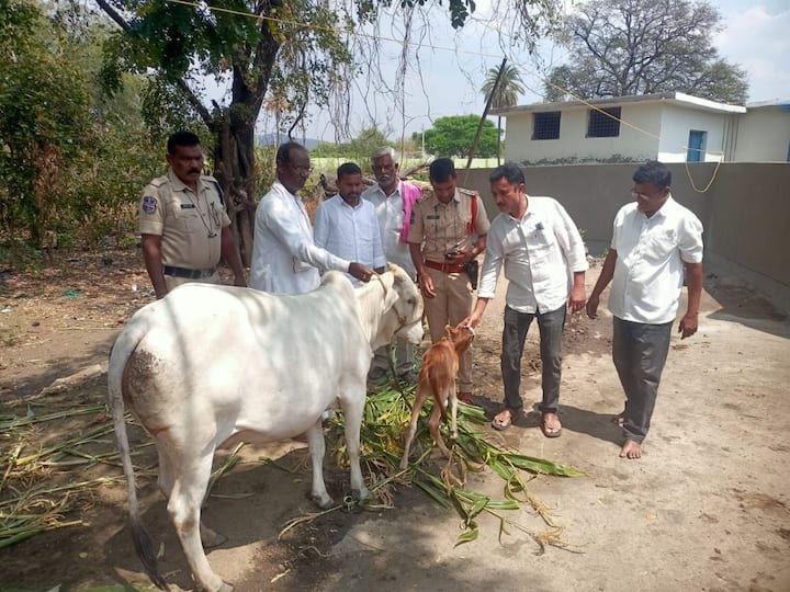 Minister Harish Rao bought a cow to satisfy the hunger of a motherless baby తల్లి లేని పసికందు ఆకలి తీర్చేందుకు ఆవును కొనిచ్చిన మంత్రి హరీష్ రావు