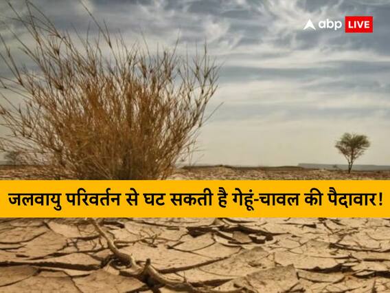 Climate Change Impact: जलवायु परिवर्तन के प्रभाव से भारत के खाद्य सुरक्षा को खतरा! घट सकता है गेहूं - चावल का उत्पादन Climate Change Impact: जलवायु परिवर्तन के प्रभाव से भारत के खाद्य सुरक्षा को खतरा! घट सकता है गेहूं - चावल का उत्पादन