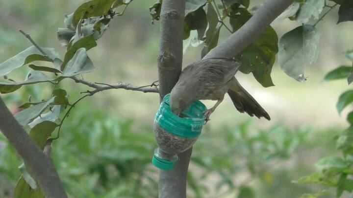 Dharmapuri Students are keeping food and water by tying water cans to a tree in Dharmapuri for the birds TNN தருமபுரியில் பறவைகளுக்காக வாட்டர் கேன்களை மரத்தில் கட்டி உணவு, தண்ணீர் வைத்து வரும் மாணவர்கள்