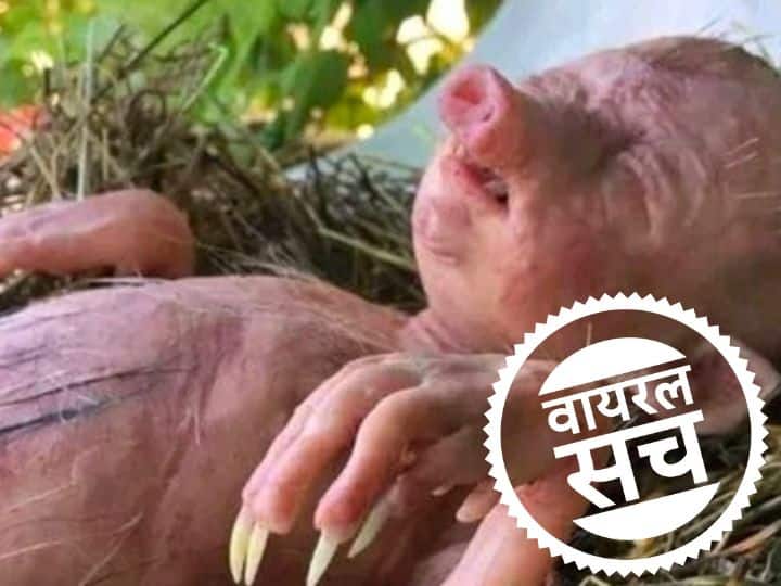 Photos of half human-half pig baby going viral shocking truth revealed Fact Check Fact Check: सुअर की तरह दिखने वाले हाइब्रिड बच्चे की तस्वीर हो रही जमकर वायरल, जानें क्या है सच
