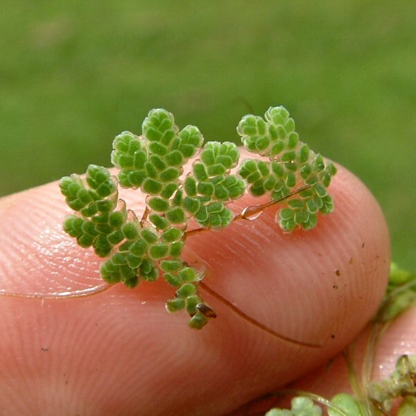 Azolla Cultivation: வயலுக்கு இயற்கை உரமாகவும், கால்நடைகளுக்கு புரதச்சத்தும் கொடுக்கக்கூடிய அசோலா