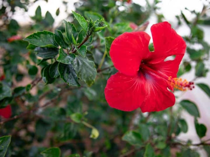 Hibiscus flower is very beneficial for health, you will get these 4 benefits by eating it
