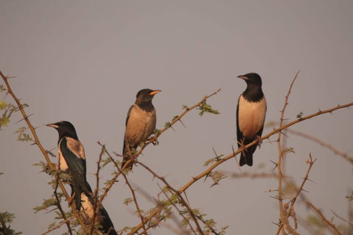 या तलावातील पाणी उथळ असून बेशरम, लव्हाळाचे बरेचसे बेट यामध्ये आढळून येतात (फोटो सौजन्य : विजय ढाकणे)
