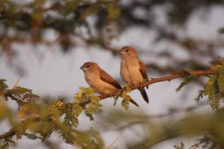 एकंदरीत अधिवास चांगला असल्याने अनेक पाणपक्ष्यांची रेलचेल येथे पहावयास मिळते. (फोटो सौजन्य : विजय ढाकणे)
