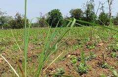 Gondia : गोंदियाच्या मातीत गवती चहा आणि सिट्रोनिलाचा प्रयोग