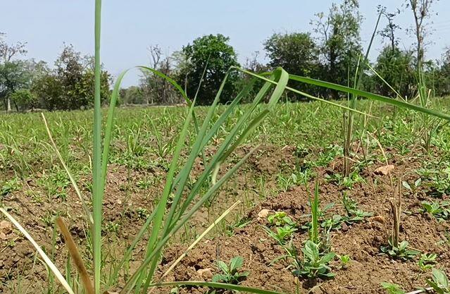 गोंदिया (Gondia) जिल्ह्यातील गोरेगाव (Goregaon) तालुक्यातील सोनी या गावातील एका शेतकऱ्यानं गवती चहा (lemon grass) आणि सिट्रोनिला शेतीचा यशस्वी प्रयोग केलाय.