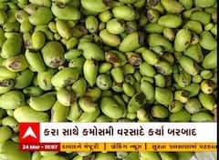 Gir Somnath : ભારે પવન સાથે પડેલા વરસાદથી કેરીનો પાક થયો બરબાદ, જુઓ આ રહી બગડેલી કેરી