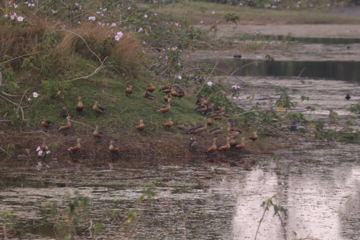 तसेच या तलावात पाणवनस्पती मोठ्या प्रमाणात असल्याने या पक्ष्यांना खाद्य मुबलक उपलब्ध आहे. (फोटो सौजन्य : विजय ढाकणे)