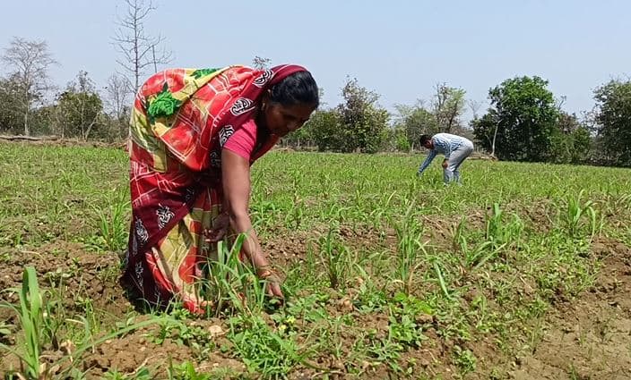 याचा वापर औषध, कॉस्मेटिक आणि डिटरजंटमध्ये केला जातो. कमीत कमी गुंतवणूक करुन सर्वात जास्त नफा मिळवून देणारी ही अशी औषधी वनस्पती आहे.