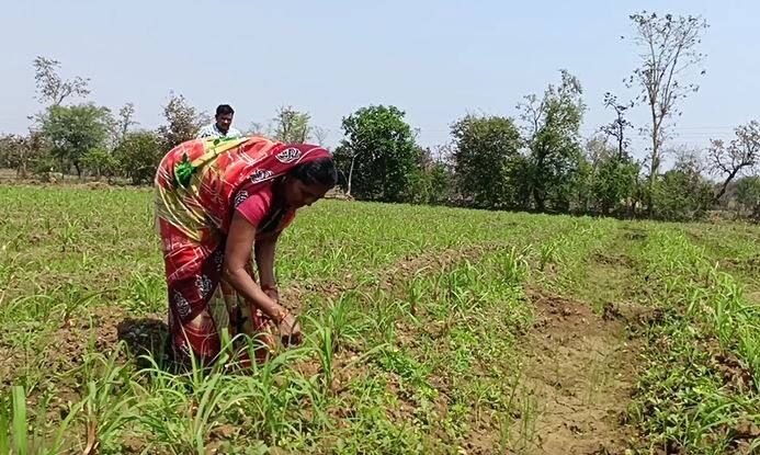 प्रतिकुल भौगोलिक वातावरण असतानाही या शेतकर्‍यानं एक एकर शेतीमध्ये गवती चहा आणि सिट्रोनिला वनस्पतीची लागवड केली आहे. त्या एक एकरमध्ये त्यांना जवळपास एक लाख ते एक लाख 20 हजार रुपपर्यंतचे उत्पन्न होईल अशी आशा आहे.